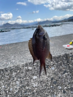 スズメダイの釣果