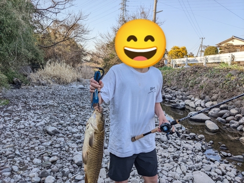 コイの釣果