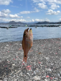 ネンブツダイの釣果