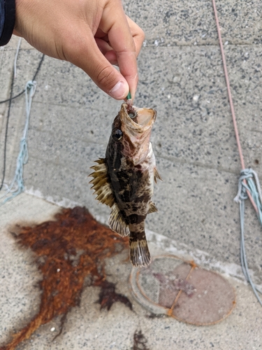 タケノコメバルの釣果