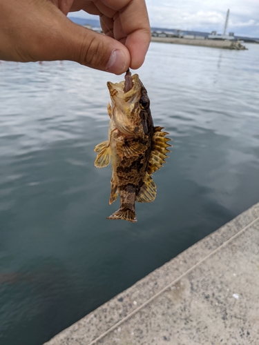 タケノコメバルの釣果