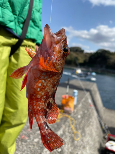 カサゴの釣果