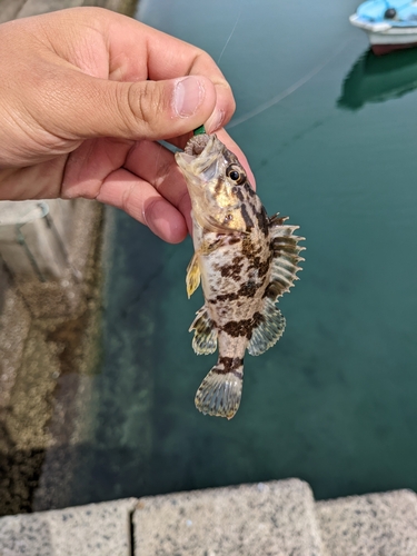 タケノコメバルの釣果