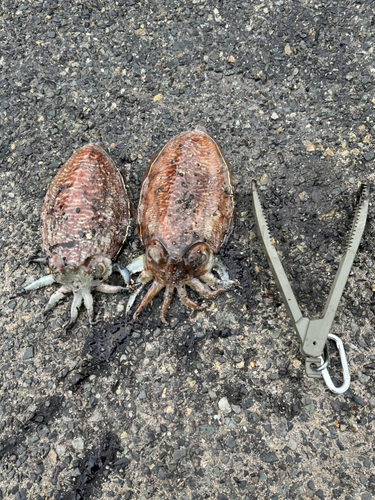 コウイカの釣果