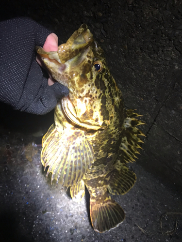 タケノコメバルの釣果