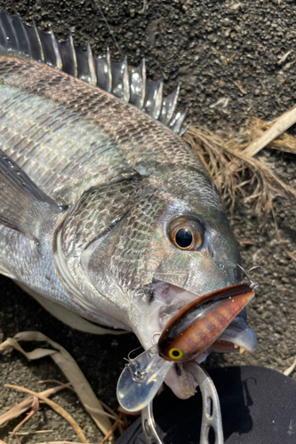 チヌの釣果