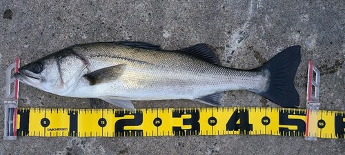 フッコ（マルスズキ）の釣果