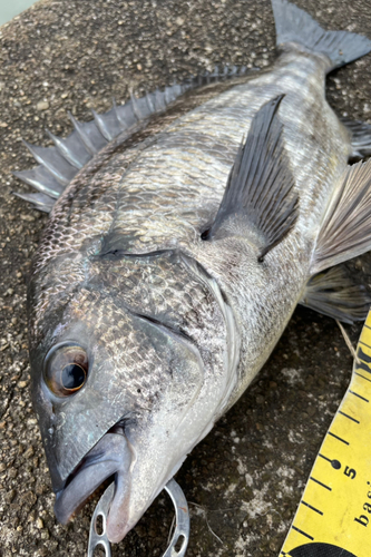 チヌの釣果