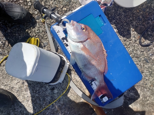 タイの釣果