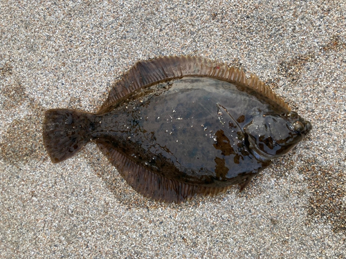 カレイの釣果