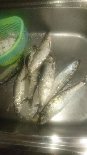 ニシンの釣果