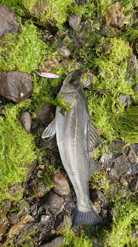 スズキの釣果