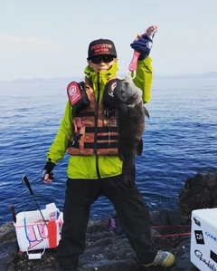 コブダイの釣果