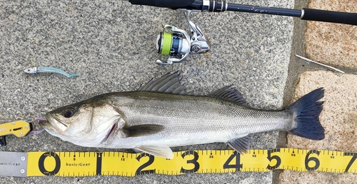 シーバスの釣果