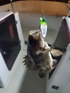 メバルの釣果