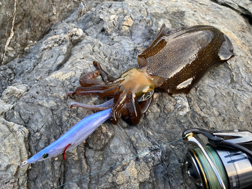 アオリイカの釣果