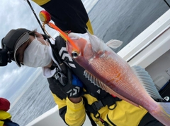 アマダイの釣果