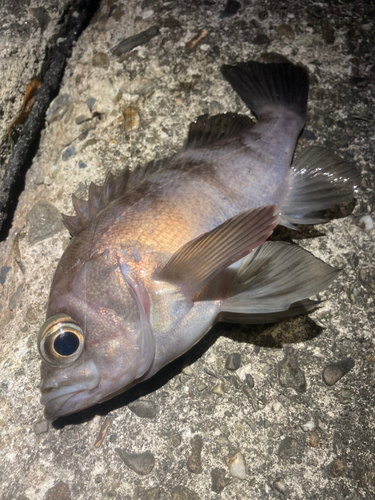 メバルの釣果