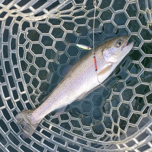 ニジマスの釣果