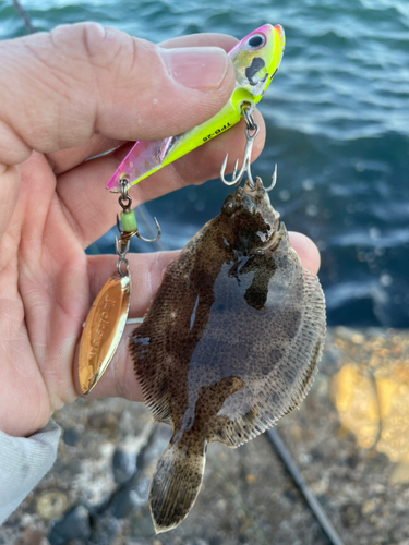 カレイの釣果