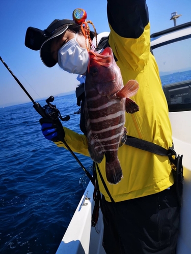 マハタの釣果