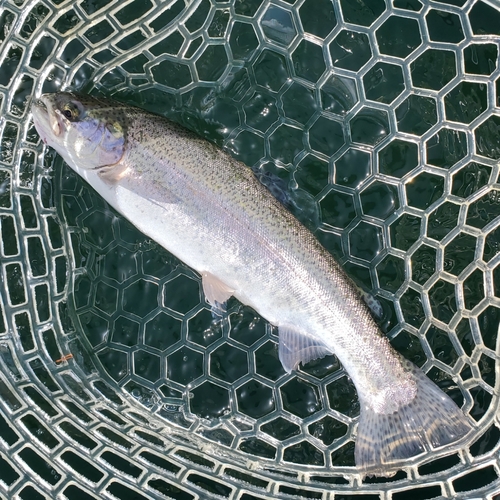 ニジマスの釣果