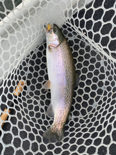 ニジマスの釣果