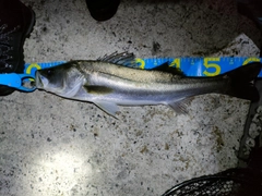 シーバスの釣果