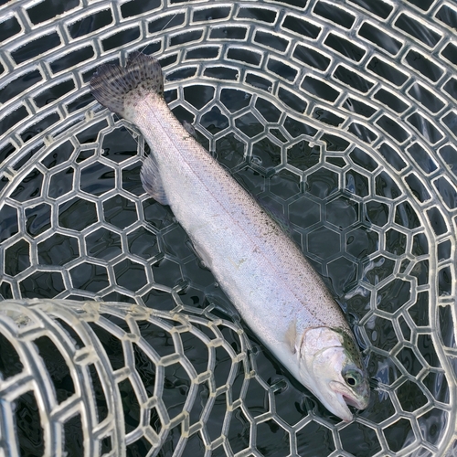 ニジマスの釣果