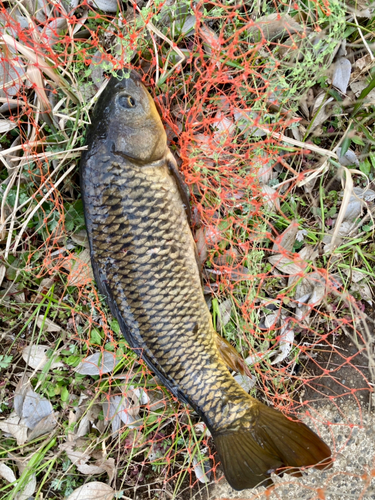 コイの釣果