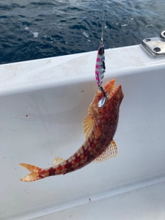 アカエソの釣果