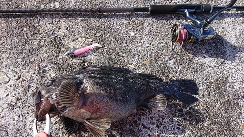 クロソイの釣果