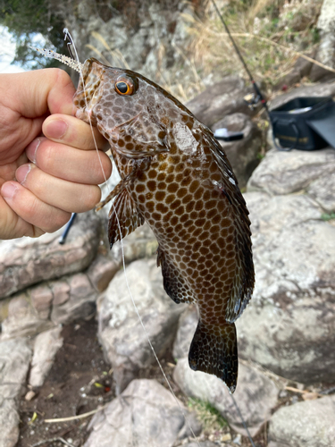 オオモンハタの釣果