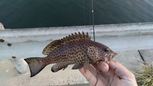 オオモンハタの釣果