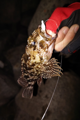 カサゴの釣果