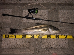 シーバスの釣果