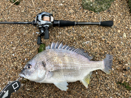 キビレの釣果