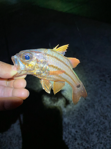 オオスジイシモチの釣果