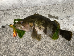 タケノコメバルの釣果