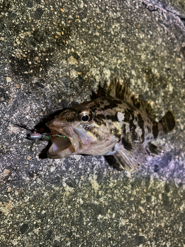 タケノコメバルの釣果