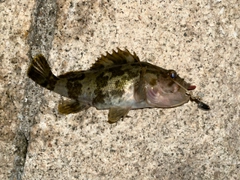 タケノコメバルの釣果