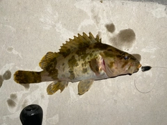 タケノコメバルの釣果