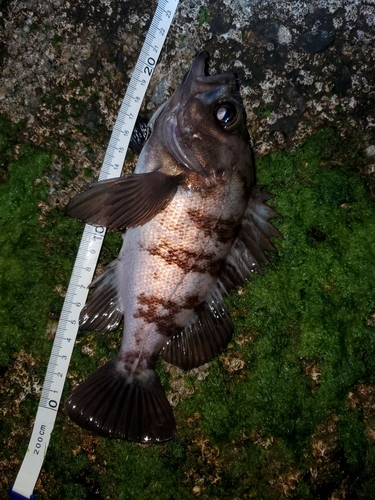 メバルの釣果