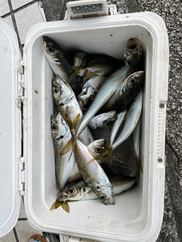 アジの釣果