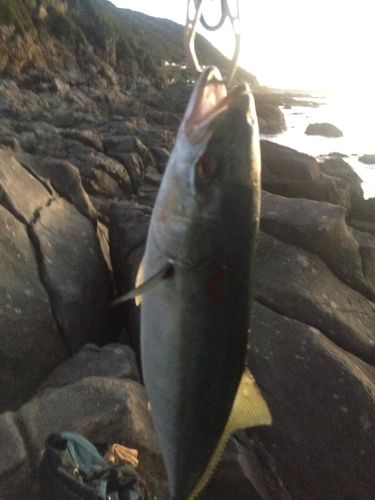 ハマチの釣果