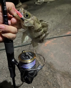 クロメバルの釣果