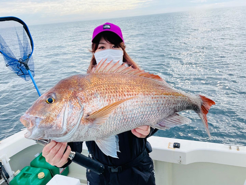 マダイの釣果