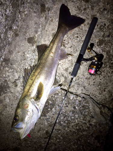 シーバスの釣果