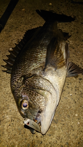 クロダイの釣果