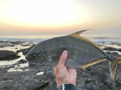 ナンヨウカイワリの釣果